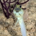 jawfish_yellowhead_bcf_nwp_v_0190_tci2116.jpg